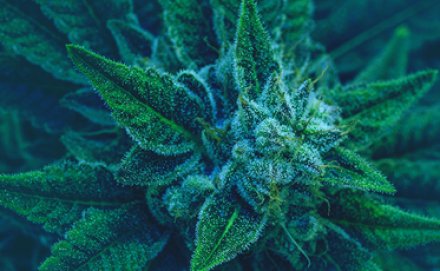 Unpacking Major Hemp Litigation Matters: From California to Virginia