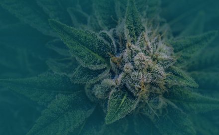 Compliance Crossroads: Preparing for Ohio’s 2026 Cannabis Workforce Rules and Mitigating Wage Litigation Risks