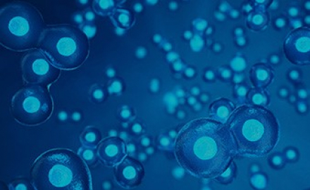 Close up of cells on a blue background