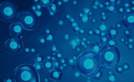 Close up of cells on a blue background