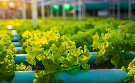 Ice Miller Secures Federal Circuit Win Affirming Patent Invalidity in Food Processing Technology Case